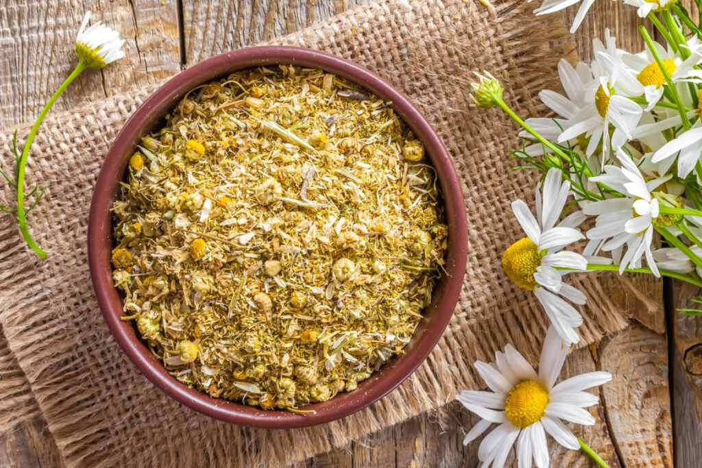 chamomile